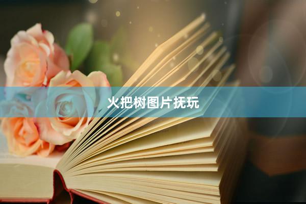 火把树图片抚玩